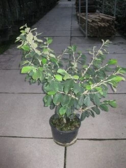 Toverhazelaar (Hamamelis Intermedia 'Arnold Promise') -Tuinplanten Winkel 20120217133021 6