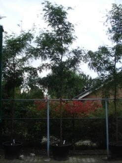 Geelbladige Christusdoorn (Gleditsia Triacanthos 'Sunburst') 23 Geelbladige Christusdoorn (Gleditsia Triacanthos 'Sunburst') -Tuinplanten Winkel 20120217133230 13