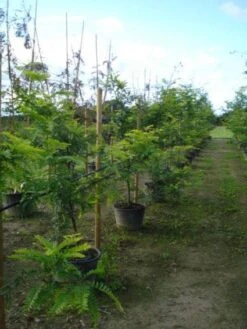 Geelbladige Christusdoorn (Gleditsia Triacanthos 'Sunburst') 19 Geelbladige Christusdoorn (Gleditsia Triacanthos 'Sunburst') -Tuinplanten Winkel 20120217133345 35 7