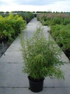 Niet Woekerende Bamboe (Fargesia Robusta) -Tuinplanten Winkel 20120217133816 5