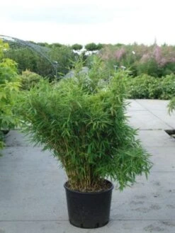 Niet Woekerende Bamboe (Fargesia Murieliae 'Bimbo') 20 Niet Woekerende Bamboe (Fargesia Murieliae 'Bimbo') -Tuinplanten Winkel 20120217134101 4