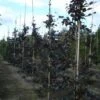 Rode Beukenboom (Fagus Sylvatica 'Purpurea Latifolia') -Tuinplanten Winkel 20120217134330 9