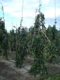 Treurbeuk (Fagus Sylvatica 'Pendula') -Tuinplanten Winkel 20120217134533 14