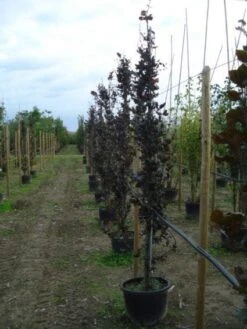 Rode Zuilbeuk (Fagus Sylvatica 'Dawyck Purple') -Tuinplanten Winkel 20120217134627 19