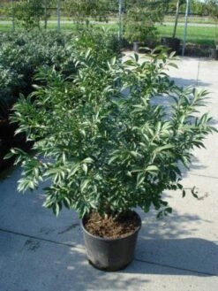 Kardinaalshoed (Euonymus Alatus 'Compactus') 15 Kardinaalshoed (Euonymus Alatus 'Compactus') -Tuinplanten Winkel 20120217135206 12