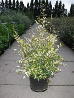 Olijfwilg (Elaeagnus Pungens 'Maculata') -Tuinplanten Winkel 20120217135739 7