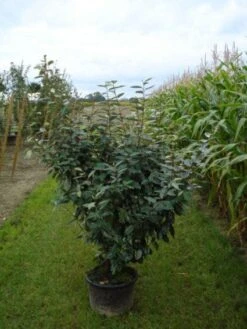 Olijfwilg (Elaeagnus Ebbingei) -Tuinplanten Winkel 20120217135900 13