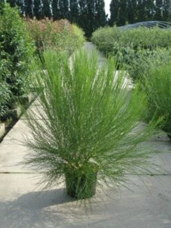 Brem (Cytisus 'Boskoop Ruby') -Tuinplanten Winkel 20120218095955 6 3 3