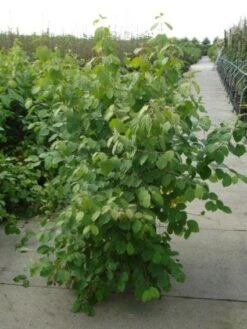 Kornoelje (Cornus Sanguinea 'Winter Beauty) -Tuinplanten Winkel 20120218101628 1