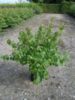 Kornoelje (Cornus Sanguinea 'Midwinter Fire') -Tuinplanten Winkel 20120218101717 4