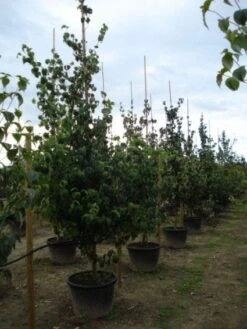 Kornoelje (Cornus Kousa Chinensis) -Tuinplanten Winkel 20120218101923 11