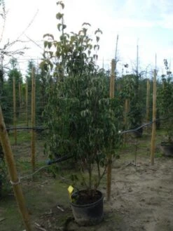 Kornoelje (Cornus Kousa Chinensis) -Tuinplanten Winkel 20120218101950 11