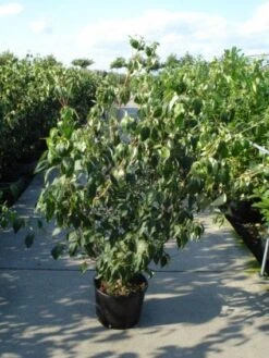 Japanse Kornoelje (Cornus Kousa) 12 Japanse Kornoelje (Cornus Kousa) -Tuinplanten Winkel 20120218102230 60 12