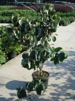 Amerikaanse Kornoelje (Cornus Florida 'Rubra') -Tuinplanten Winkel 20120218102305 7