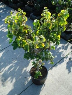 Kornoelje Op Stam (Cornus Florida 'Rainbow') -Tuinplanten Winkel 20120218102340 1