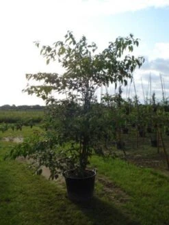 Reuzenkornoelje (Cornus Controversa 'Variegata') -Tuinplanten Winkel 20120218102618 11
