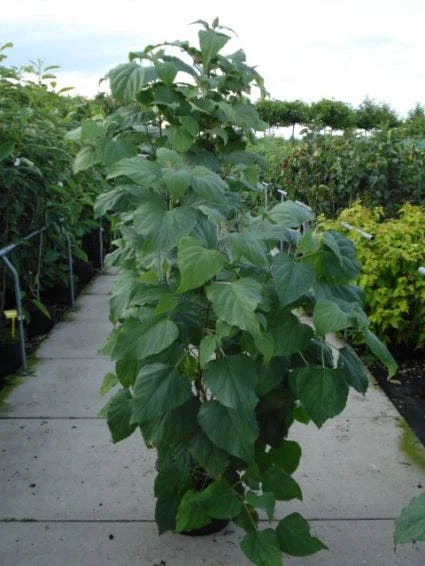 Pindakaasboom (Clerodendrum Trichotomum Fargesii) 4 Pindakaasboom (Clerodendrum Trichotomum Fargesii) - Afbeelding 2