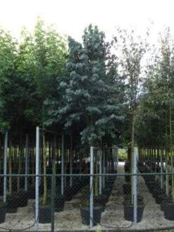 Katsoera Als Boom (Cercidiphyllum Japonicum) -Tuinplanten Winkel 20120218104620 7