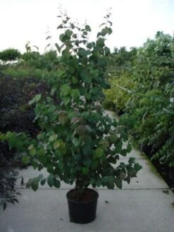 Katsoera Als Struik (Cercidiphyllum Japonicum) -Tuinplanten Winkel 20120218104650 35 7