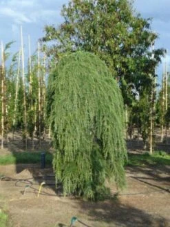 Treurceder (Cedrus Deodara 'Pendula') -Tuinplanten Winkel 20120218104745 13