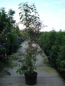 Schoonvrucht (Callicarpa Bodinieri 'Profusion') -Tuinplanten Winkel 20120218105422 30 6