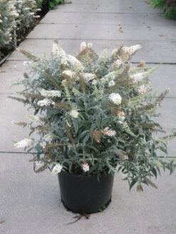 Vlinderstruik (Buddleja 'White Ball') -Tuinplanten Winkel 20120218105519 2