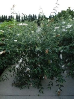 Vlinderstruik (Buddleja Davidii 'White Profusion') -Tuinplanten Winkel 20120218105604 3