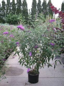 Vlinderstruik (Buddleja Davidii 'Pink Delight') -Tuinplanten Winkel 20120218105635 3