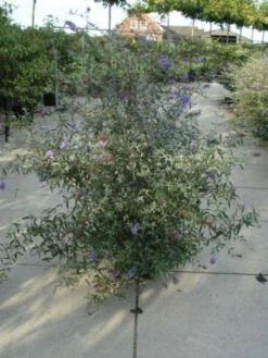 Vlinderstruik (Buddleja Davidii 'Nanho Blue') -Tuinplanten Winkel 20120218105704 3