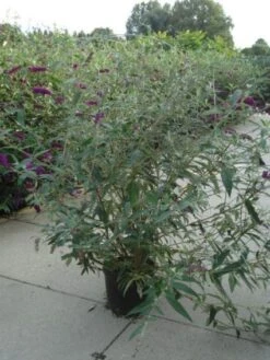 Vlinderstruik (Buddleja Davidii 'Ille De France') -Tuinplanten Winkel 20120218105726 3