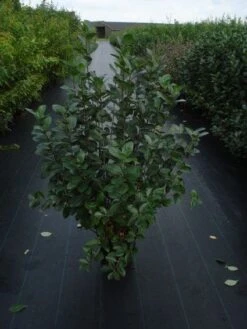 Appelbes (Aronia Melanocarpa) -Tuinplanten Winkel 20120218111019 20 4