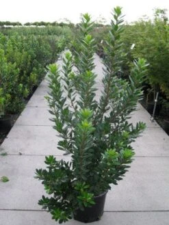 Aardbeiboom Als Struik (Arbutus Unedo) -Tuinplanten Winkel 20120218111141 7