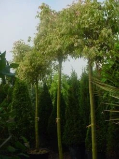 Vederesdoorn Als Boom (Acer Negundo 'Flamingo')