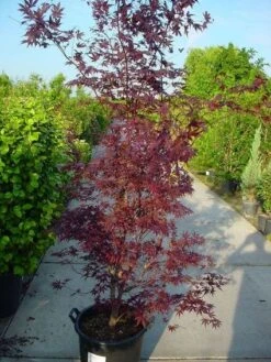 Japanse Esdoorn (Acer Palmatum 'Atropurpureum') -Tuinplanten Winkel 20120219161852 9