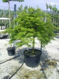 Japanse Esdoorn (Acer Palmatum 'Dissectum') -Tuinplanten Winkel 20120219170629 11