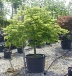Japanse Esdoorn (Acer Palmatum 'Dissectum') -Tuinplanten Winkel 20120219170657 11