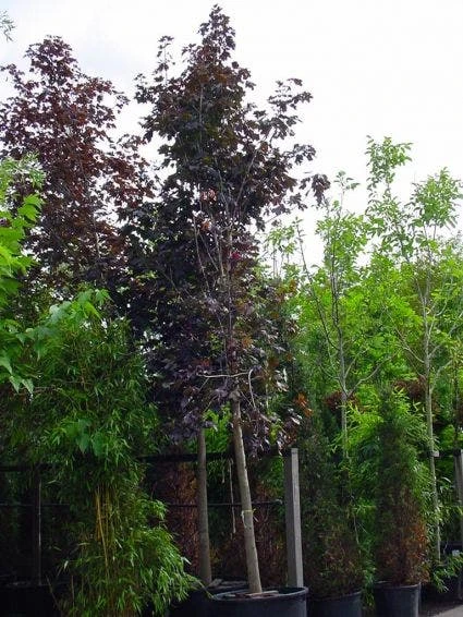 Rode Esdoorn (Acer Platanoides 'Crimson King') 8 Rode Esdoorn (Acer Platanoides 'Crimson King') - Afbeelding 6