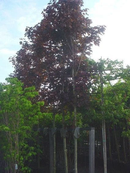 Rode Esdoorn (Acer Platanoides 'Crimson King') 10 Rode Esdoorn (Acer Platanoides 'Crimson King') - Afbeelding 8