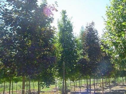 Rode Esdoorn (Acer Platanoides 'Crimson King') 11 Rode Esdoorn (Acer Platanoides 'Crimson King') - Afbeelding 9