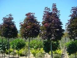 Noorse Esdoorn (Acer Platanoides 'Crimson Sentry') -Tuinplanten Winkel 20120220094000 12