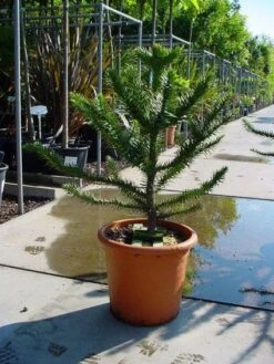 Apeboom (Araucaria Araucana) -Tuinplanten Winkel 20120220101040 17