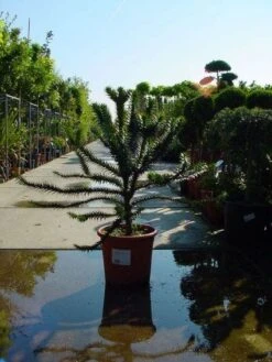 Apeboom (Araucaria Araucana) -Tuinplanten Winkel 20120220101108 17