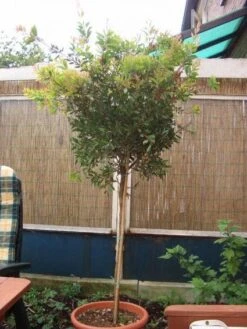 Lampepoetserplant Op Stam (Callistemon Laevis ) -Tuinplanten Winkel 20120220111108 1