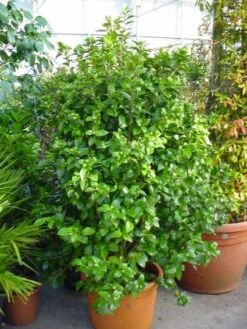 Camelia (Camellia, Wit) 12 Camelia (Camellia, Wit) -Tuinplanten Winkel 20120220112651 5