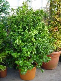 Camelia (Camellia, Rose) 16 Camelia (Camellia, Rose) -Tuinplanten Winkel 20120220112744 20 4