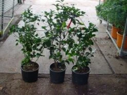 Camelia (Camellia, Rood) 19 Camelia (Camellia, Rood) -Tuinplanten Winkel 20120220112914 60 12