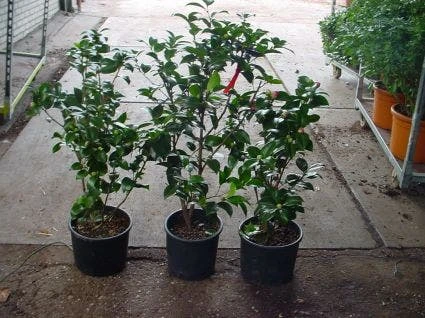 Camelia (Camellia, Rood) 7 Camelia (Camellia, Rood) - Afbeelding 5