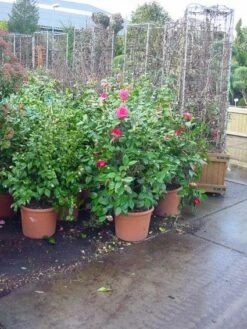 Camelia (Camellia, Rose) 14 Camelia (Camellia, Rose) -Tuinplanten Winkel 20120220113125 20 4