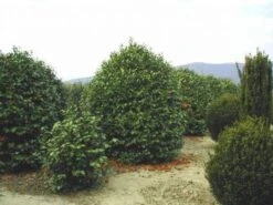 Camelia (Camellia, Rood) 17 Camelia (Camellia, Rood) -Tuinplanten Winkel 20120220113515 24 12 12