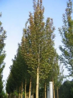 Haagbeuk (Carpinus Betulus 'Fastigiata')